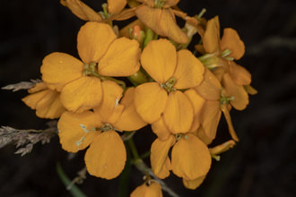 Image of Western Wallflower Erysimum capitatum