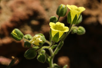 Image of Whispering Bells Emmenanthe penduliflora