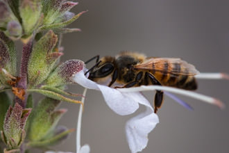 Image of White Sage Salvia apiana