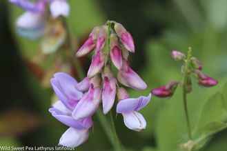 Image of Wild Sweet Pea Lathyrus vestitus