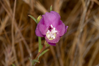 Image of Wine Cup Clarkia Clarkia purpurea