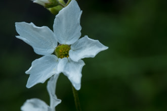 Image of Woodland Star Lithopragma affine