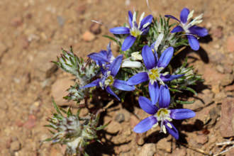 Image of Wooly Sapphire Eriastrum sapphirinum 