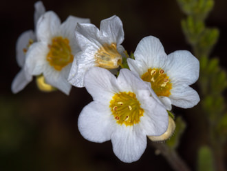 Image of Yellow Throated Phacelia Phacelia brachyloba