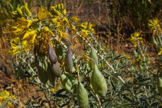 Image of Bladderpod Peritome arborea