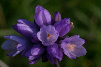 Image of Blue Dicks Dipterostemon capitatus