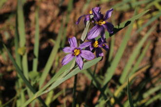 Image of Blue-Eyed Grass Sisyrinchium bellum