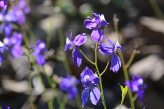 Image of Blue Larkspur Delphinium parryi