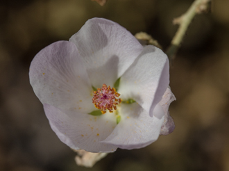 Image of Bush Mallow Malacothamnus fasciculatus