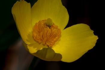 Image of Bush Poppy, Tree Poppy Dendromecon rigida