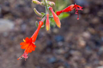 Image of California Fuchsia Epilobium canum