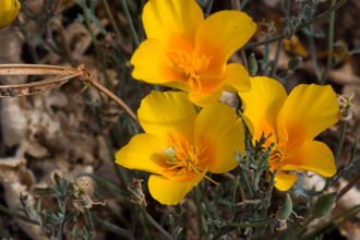 Image of California Poppy Eschscholzia californica