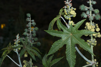 Image of Castor Bean Ricinis communis