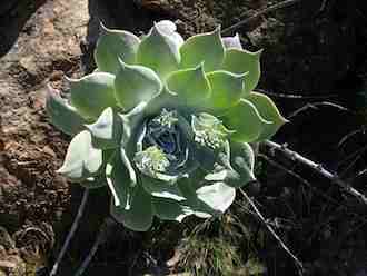 Image of Chalk Live-Forever Dudleya pulverulenta