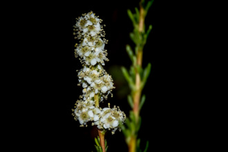 Image of Chamise Adenostoma fasciculatum