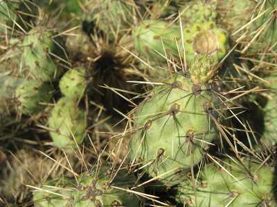 Image of Coast Cholla Cylindropuntia prolifera