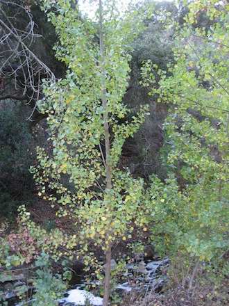 Image of Cottonwood Populus fremontii
