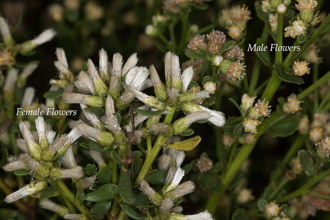 Image of Coyote Brush Baccharis pilularis