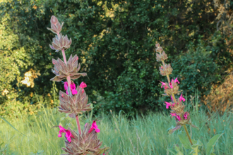 Image of Crimson Pitcher Sage Salvia spathacea