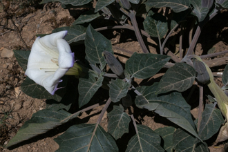 Image of Datura Datura species