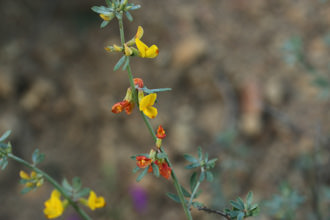 Image of Deerweed Acmispon glaber