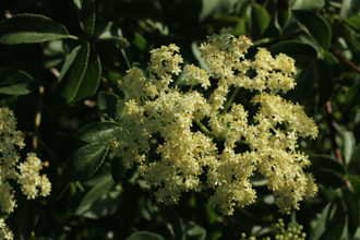 Image of Elderberry Sambucus nigra subsp. caerulea