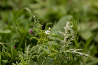 Image of Eucrypta Eucrypta chrysanthemifolia