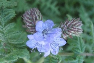 Image of Fern-Leaf Phacelia Phacelia distans