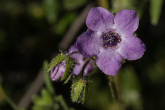 Image of Fiesta Flower Pholistoma auritum