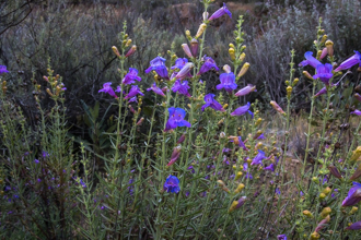 Image of Foothill Penstemon Penstemon heterophyllus