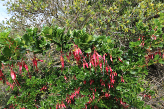 Image of Fuchsia-Flowered Gooseberry Ribes speciosum