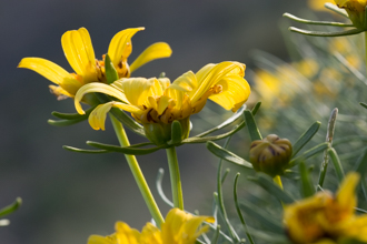 Image of Giant Coreopsis Coreopsis gigantea