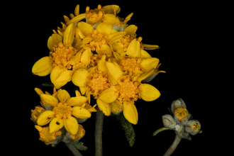 Image of Golden Yarrow Eriophyllum confertiflorum