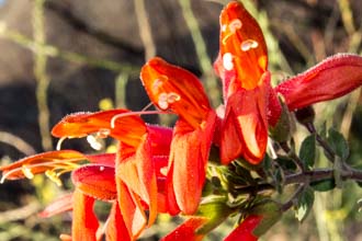 Image of Heart Leaved Penstemon Keckiella cordifolia