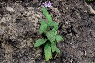 Image of Hedge Nettle Stachys bullata