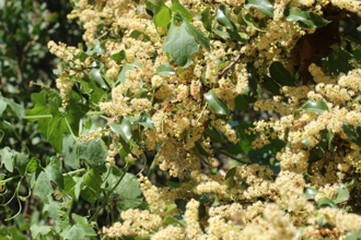 Image of Holly-Leaved Cherry Prunus ilicifolia