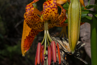 Image of Humboldt Lily Lilium humboldtii