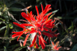 Image of Indian Paintbrush Castilleja affinis