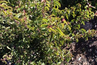 Image of Sumac Malosma laurina