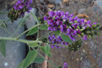 Image of Leather Root Hoita macrostachya