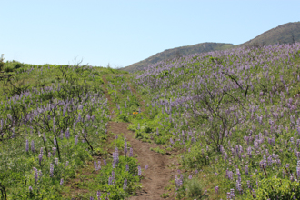 Image of Lupine Lupinus Species