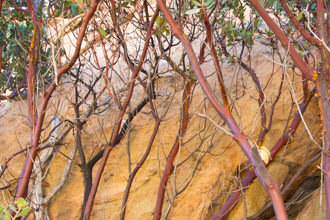 Image of Eastwood Manzanita Arctostaphylos glandulosa