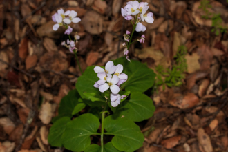 Image of Milkmaids Cardamine californica