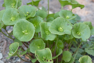 Image of Miners Lettuce Claytonia perfoliata