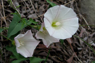 Image of Morning Glory Calystegia macrostegia