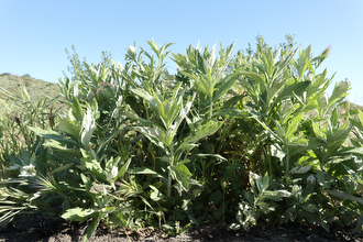 Image of Mugwort Artemisia douglasiana