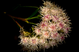 Image of Mule Fat Baccharis salicifolia