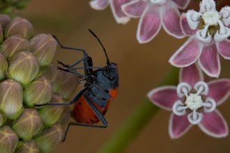 Image of Narrow Leaved Milkweed Asclepias fascicularis