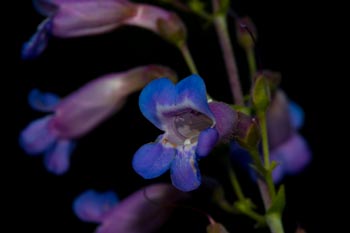 Other similar plants: 