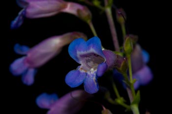 Image of Notable Penstemon Penstemon spectabilis